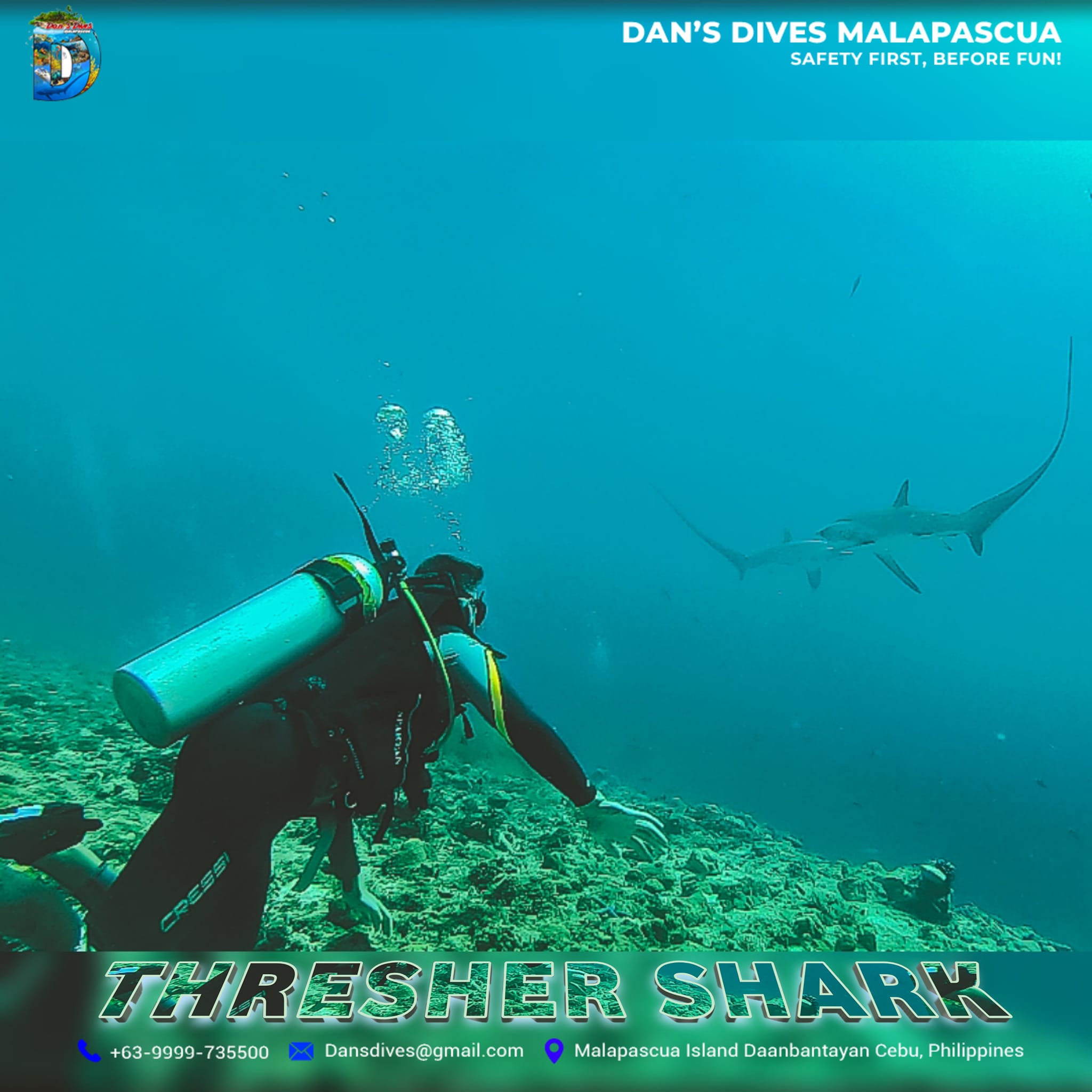 Shark Dive Dansdive Malapascua